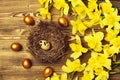 Traditional easter golden quail egg in nest, spring yellow narcissus Royalty Free Stock Photo