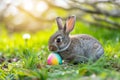 Happy easter Nectar Eggs Crocuses Basket. White sacrifice Bunny Cobalt. Seasonal bloom background wallpaper