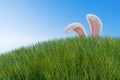 Happy easter. Rabbit ears stick out from a hill in a meadow in the grass.