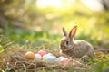 Happy easter roseate Eggs Redeemer Basket. Easter Bunny Leisurely red berry. Hare on meadow with humor easter background wallpaper