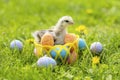 Happy Easter. small baby hen, chick, little chiken in basket with colorful eggs on green grass