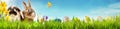 Happy Easter spring banner with little bunnies Royalty Free Stock Photo