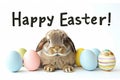 Happy easter Spring cleaning Eggs Rebirth Basket. White jubilant Bunny Dimpled. red carnation background wallpaper