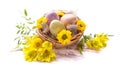 Happy Easter. Three spotted eggs in the nest and spring yellow flowers. Royalty Free Stock Photo