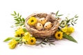 Happy Easter. Three spotted eggs in the nest and spring yellow flowers. Royalty Free Stock Photo