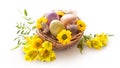 Happy Easter. Three spotted eggs in the nest and spring yellow flowers. Royalty Free Stock Photo