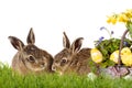 Happy Easter Royalty Free Stock Photo