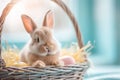 Happy easter whimsical Eggs Cross Basket. White hallelujah Bunny Folk Tale. primroses background wallpaper Royalty Free Stock Photo