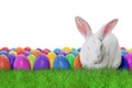Happy Easter on white background Royalty Free Stock Photo