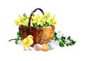 Happy Easter wicker basket with daffodil flower, cute little chicken and eggs. Spring concept. Design element for