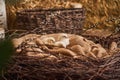 Happy Easter! Yellow cute fluffy Chicks are sitting in a nest on sacking Royalty Free Stock Photo