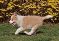 Happy ee red puppy running on the garden with its mouth open like a cangaroo