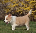 Happy ee red puppy running on the garden with its mouth open