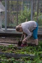 Cheerful senior Elderly woman digging garden spring time Royalty Free Stock Photo