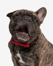 happy elegant french bulldog dog with red bowtie being excited