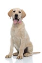 Happy elegant labrador retriever puppy wearing pink bow tie