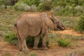 Happy Elephant eating from a Bush at Addo Elephant National Park