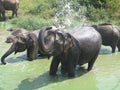 Happy Elephant family in water