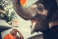 Happy elephant with open mouth and sad monk Royalty Free Stock Photo