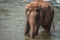 Happy Elephant Playful Bath at Pinnawala Orphanage Sri Lanka Royalty Free Stock Photo