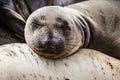 Happy Elephant Seal Pup Royalty Free Stock Photo