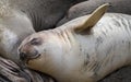 Smiling Happy Elephant Seal Pup Royalty Free Stock Photo