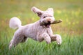 Happy labradoodle dog