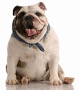 Happy english bulldog Royalty Free Stock Photo