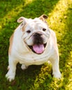 A Happy English Bulldog in the Grass Royalty Free Stock Photo