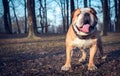 Happy English bulldog outdoor Royalty Free Stock Photo