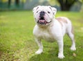 A happy English Bulldog outdoors Royalty Free Stock Photo