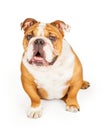 Happy English Bulldog Sitting Looking Forward Royalty Free Stock Photo