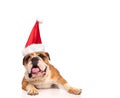 Happy english bulldog wearing santa claus hat Royalty Free Stock Photo