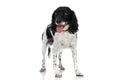 Happy english springer spaniel dog sticking out tongue and panting Royalty Free Stock Photo