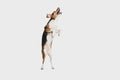 Happy Estonian Hound dog posing isolated over white background.