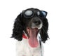 Happy excited english springer spaniel dog with glasses sticking out tongue Royalty Free Stock Photo