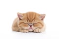 a happy Exotic Shorthair cat sleepy in front of a white background. Generative ai