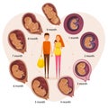 Happy expecting couple, human embryo evolution stages, flat vector illustration. Royalty Free Stock Photo