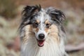 Happy expression shetland sheepdog standing and looking in camera. Royalty Free Stock Photo