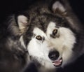 Happy face of Alaskan Malamute dog