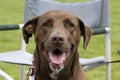 Happy Face Chocolate Lab Dog Royalty Free Stock Photo