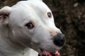 Happy face of friendly white Pit Bull breed