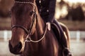 Happy Face of a Horse Being Stroked by a Girl Rider