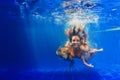 Happy family diving underwater with fun in swimming pool Royalty Free Stock Photo