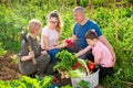 Happy family of four with basket of ripe vegetables on field