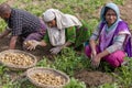 Happy family harvesting potatoes in their fields in Thakurgong, Bangladesh. Royalty Free Stock Photo