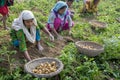 Happy family harvesting potatoes in their fields in Thakurgong, Bangladesh. Royalty Free Stock Photo