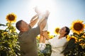 Happy family having fun in the field of sunflowers. Father and mother throw their daughter in the air and smile. Girl Royalty Free Stock Photo