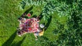 Happy family having picnic in park, parents with kids sitting on grass and eating healthy meals outdoors, aerial view from above Royalty Free Stock Photo