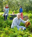 Happy family is picking carrots Royalty Free Stock Photo